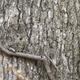 Image for article titled Can you detect the stealth animals hiding in all these pictures?